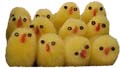B0802  Wired Chicks  **Box of 1 Dozen**