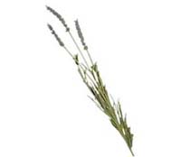 8365AT  22" Lavender Spray  **Dozen**