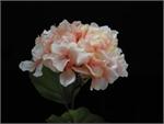 08414 Lg  Hydrangea  Peach**Doz**