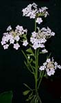 06810  Queen Ann's Lace