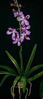 45358 Vanda Orchid Plant