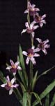 SFB033-506  39" Huwa Orchid
