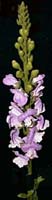 SFS033-324  Snap Dragon