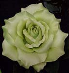 SFS033-448 Lg Open rose