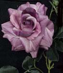 SFS033-455 Single Open Rose