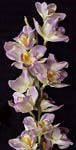 SFS033-610 45" Orchid Branch