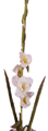 SFS058-736  White Glads x4