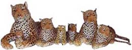 Leopards
